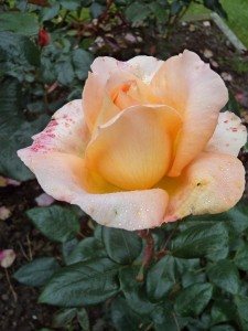 SCENTED MEMORY (hybrid tea)